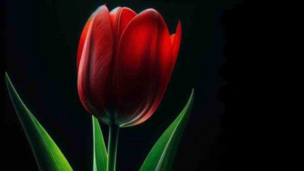 Az utolsó tulipán