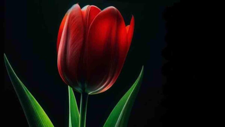 Az utolsó tulipán
